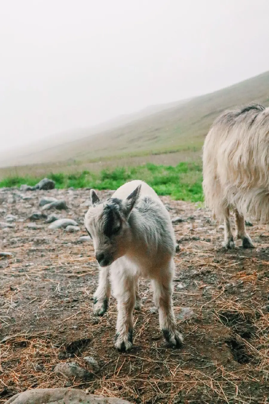 Cute White Goat Picture for Mobile
