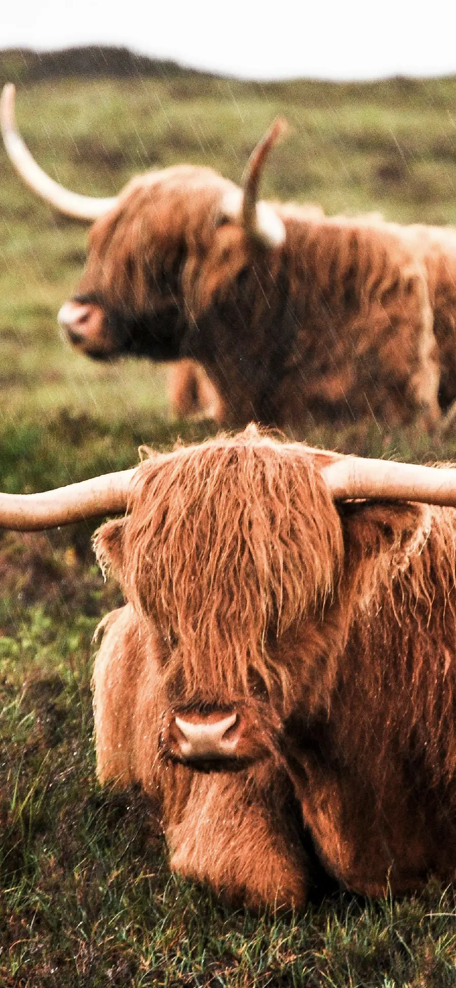Baby gamish with long horns for iPhone wallpaper