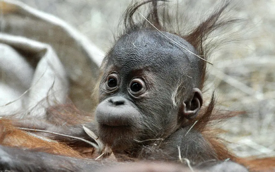 Photo of the ugliest baby monkey in the world