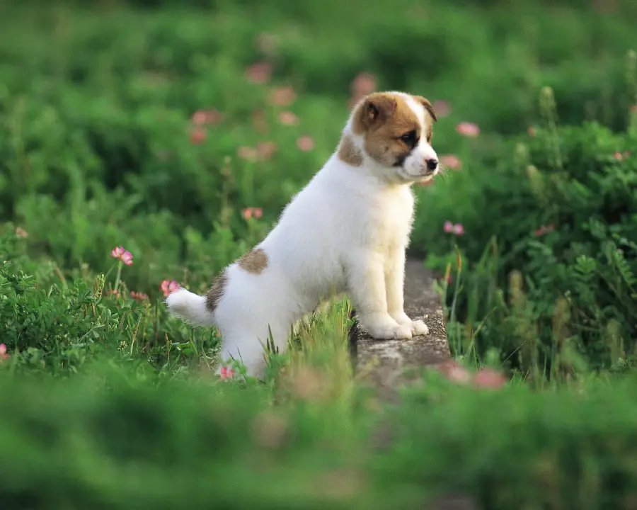 Pets Dogs and Cat