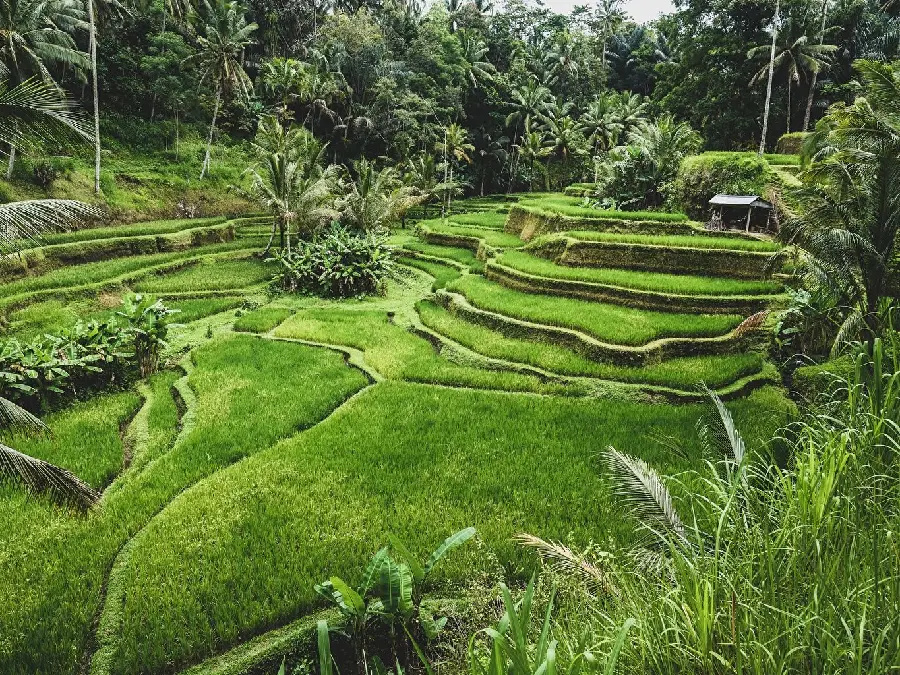 Wallpaper of lush nature in Bali