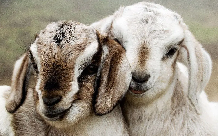 Funny twin goats photo for wallpaper