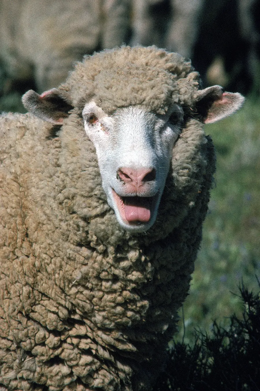 Photo of a furry sheep and domestic animals