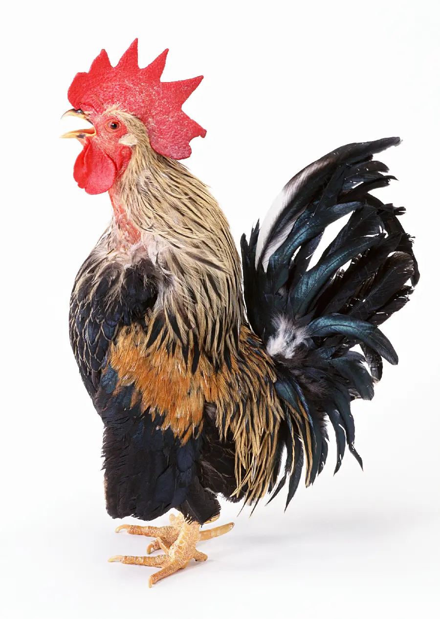 HD quality rooster photo