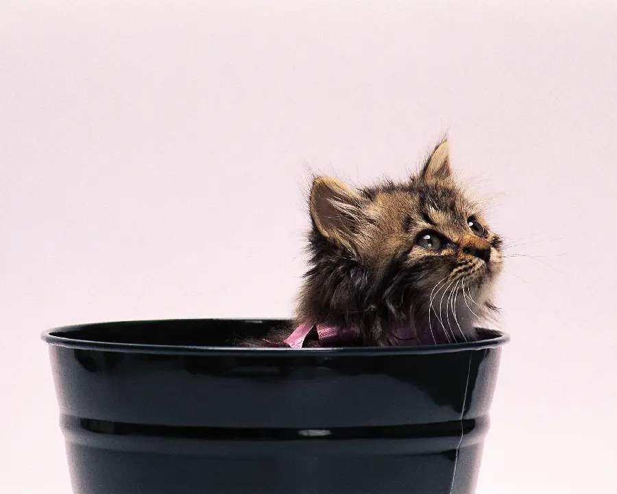 Dog and Cat Pets
