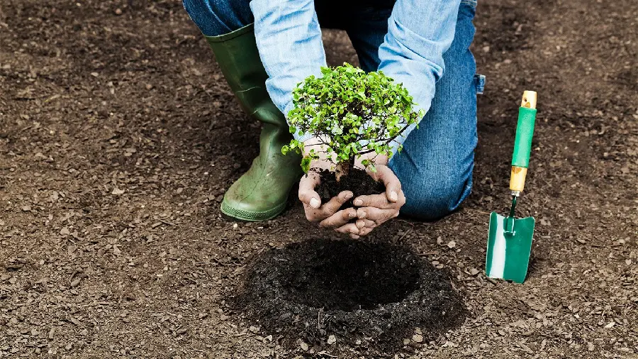 A picture of planting saplings on Arbor Day HD