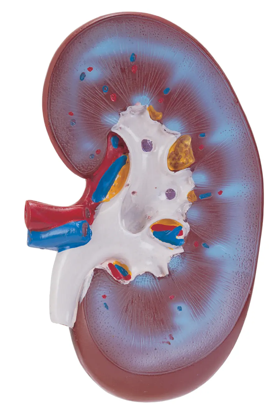 Half Cut Kidney Mockup