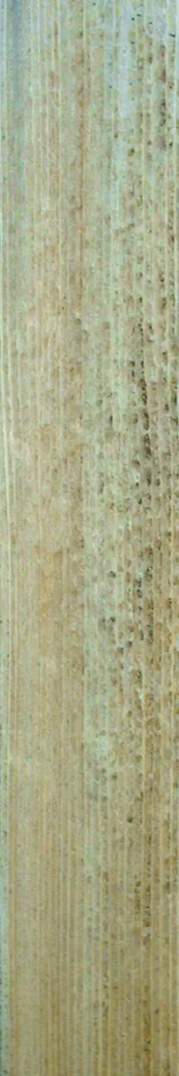 Beautiful and bright wood plank