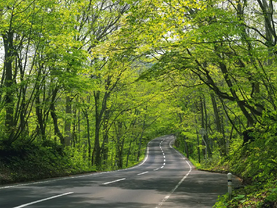 Beautiful forest road photo