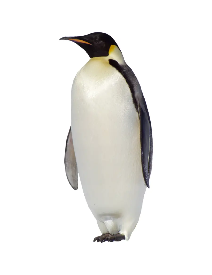 High Quality Wildlife Documentary Photos