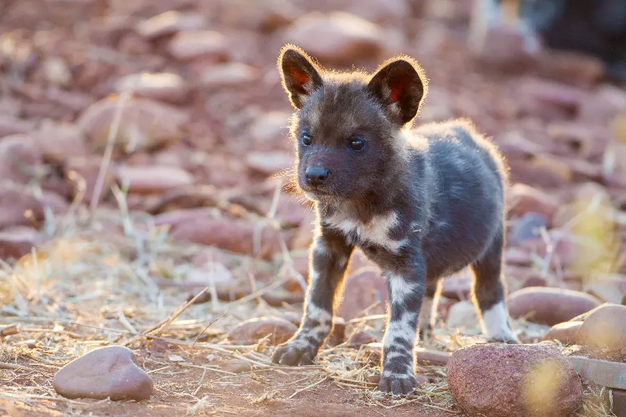 Wild Australian Animals High Quality Photo