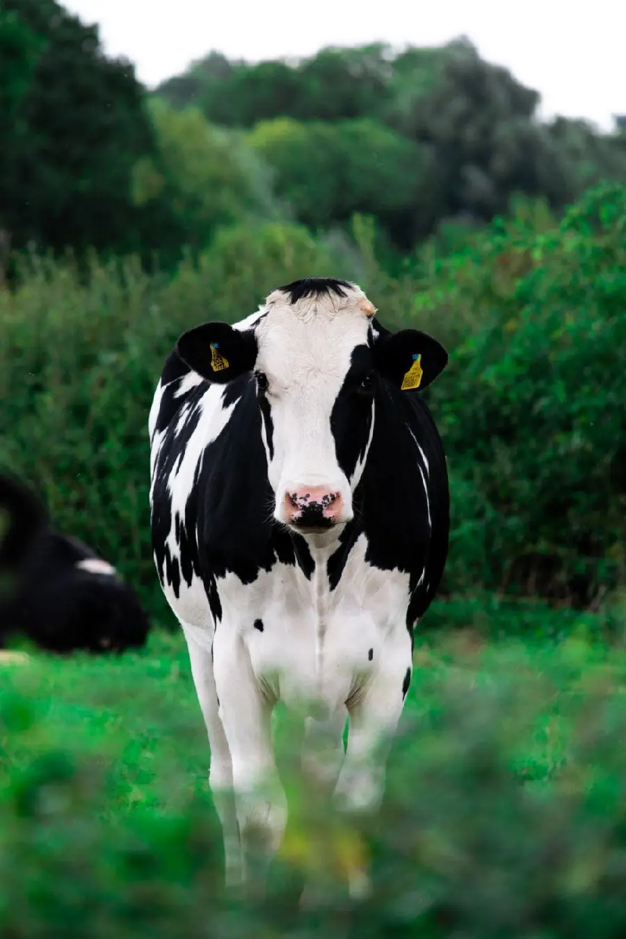 Beautiful and cute cow image in lush nature