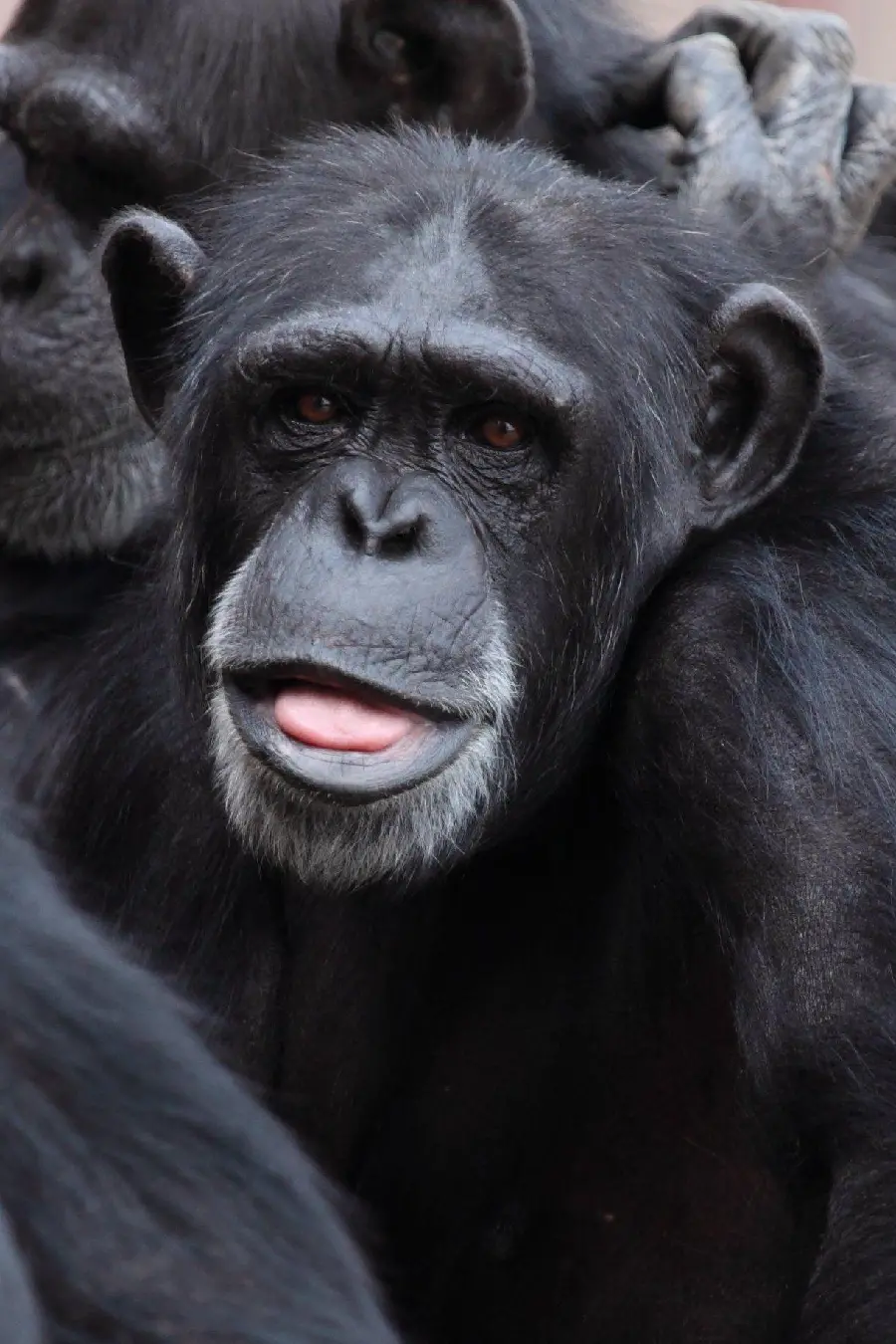 Download a funny and funny photo of chimpanzee