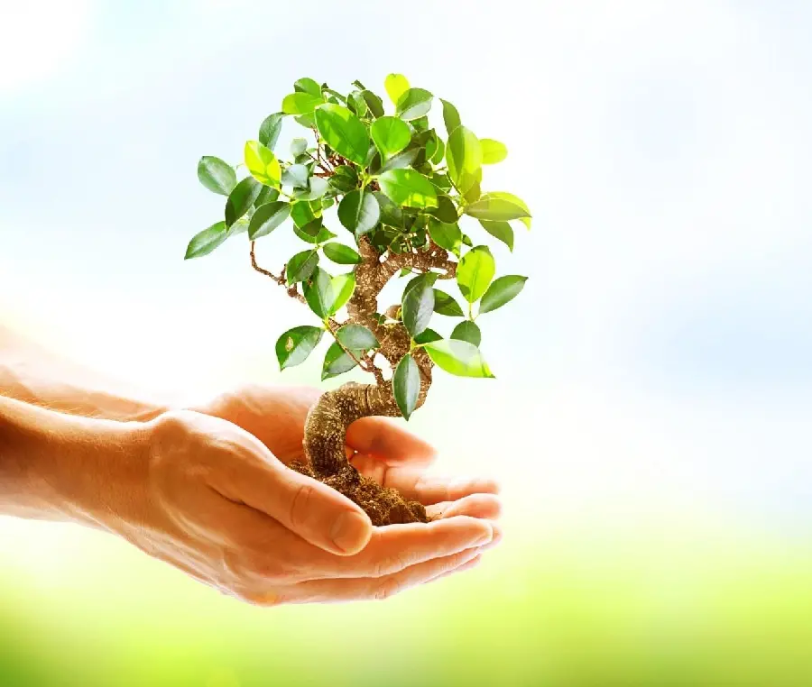 Photo of planting saplings in hand for profile