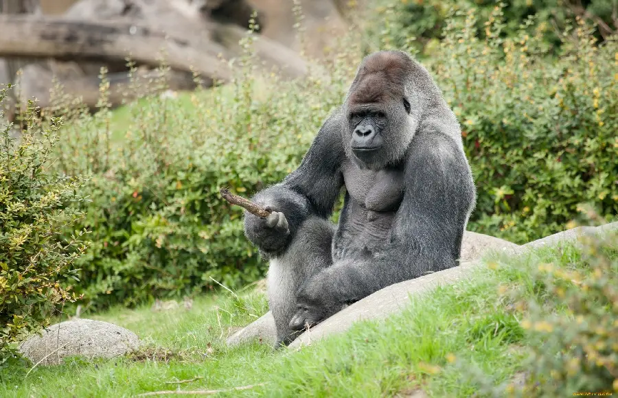 Huge silverback gorilla eating food