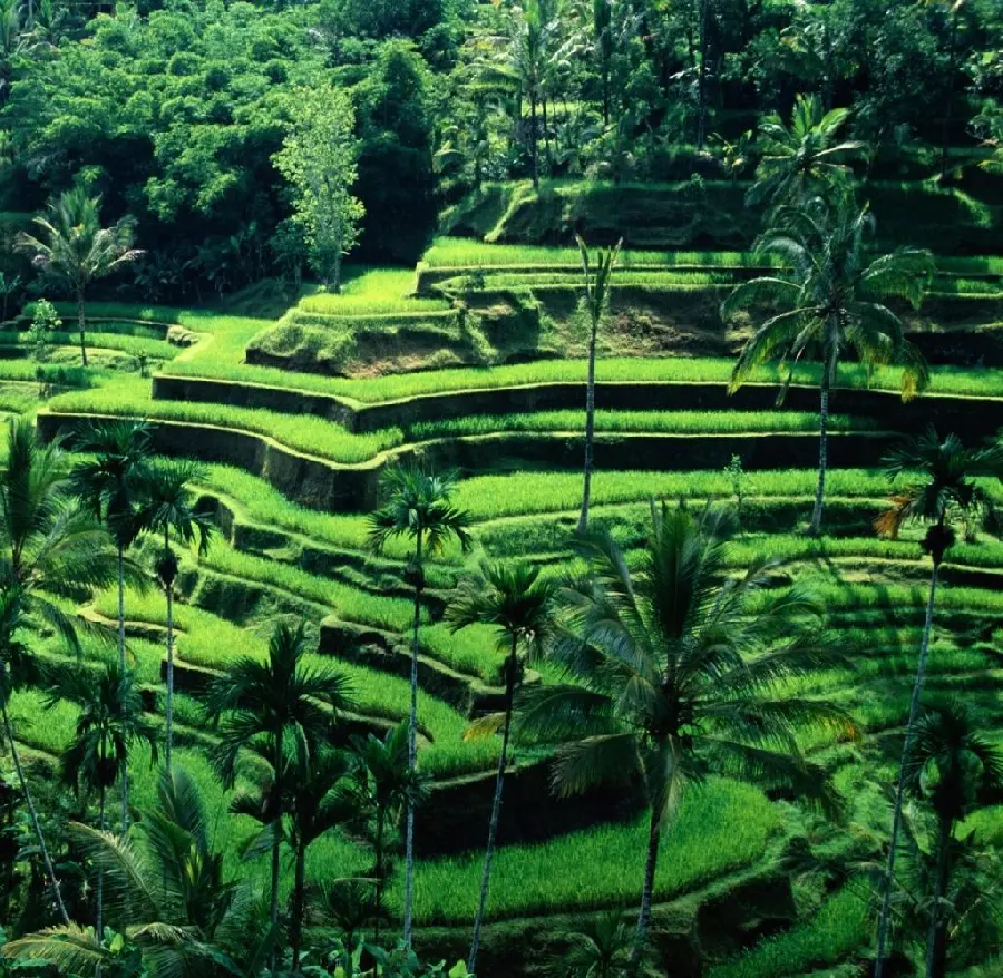 Lush nature of rice fields Bali Indonesia