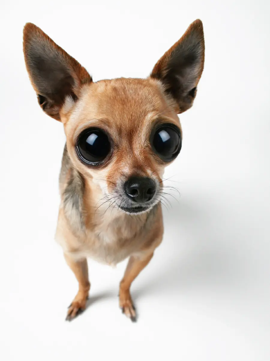 Small dog photo with big eyes