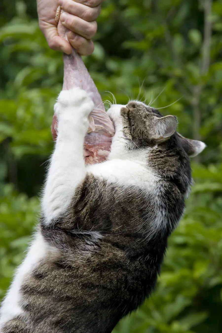 High quality photo of a fat and mature cat