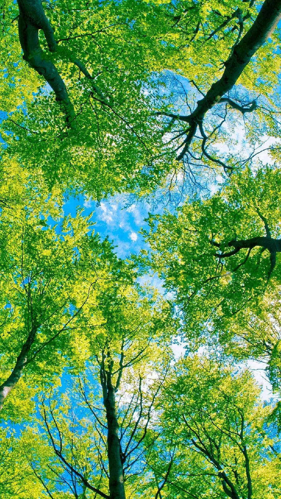 Arbor Day Wallpaper for Phone