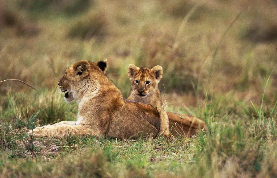 Lion photo in the wild