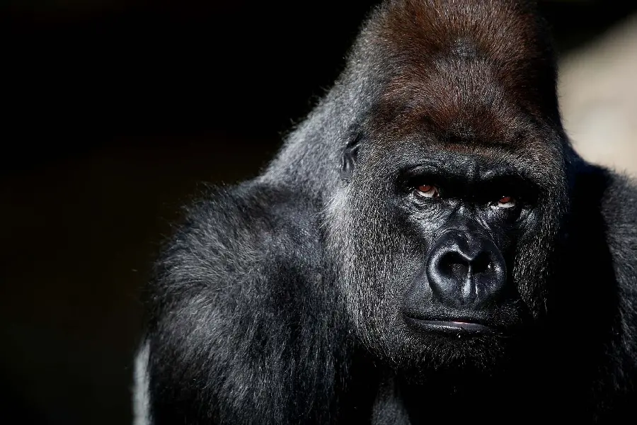 Animal wallpaper of silverback gorilla