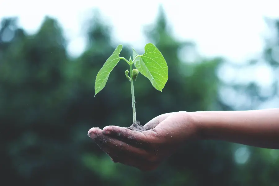 Profile Photo of Small Tree in Hand on Arbor Day