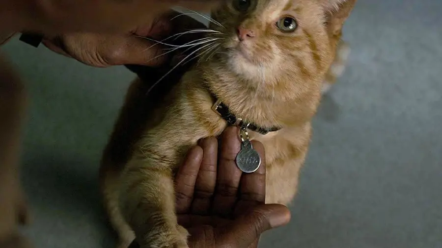 Captain Marvel Goose