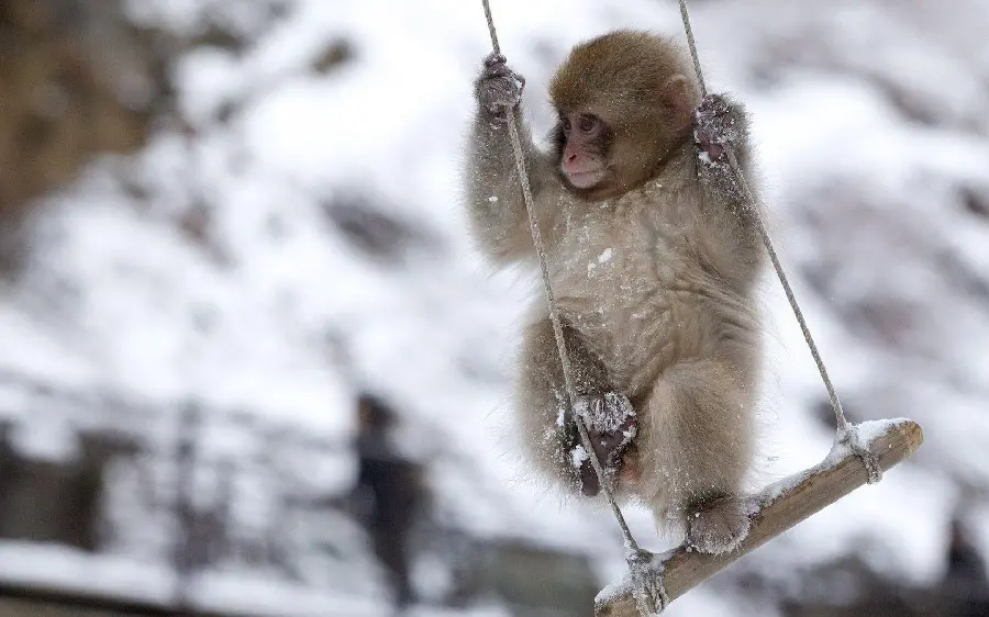 White Baby Monkey Photo