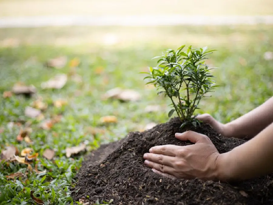 Seedling picture for Arbor Day