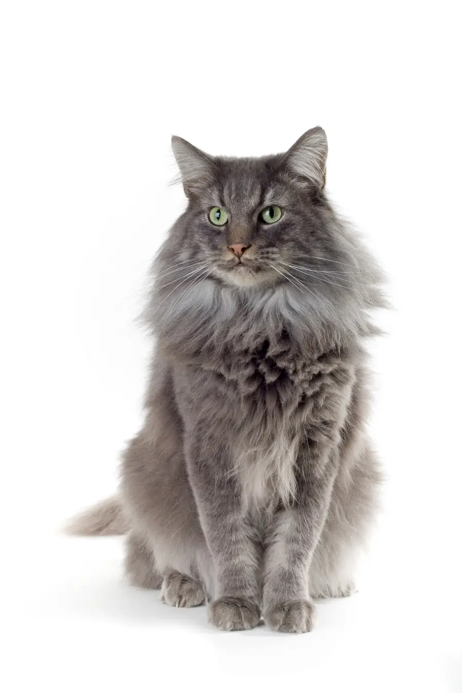 Very beautiful photo of a green-eyed cat suitable for printing