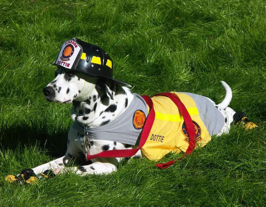 Animal Spotted Dog and Smart Animals Photos