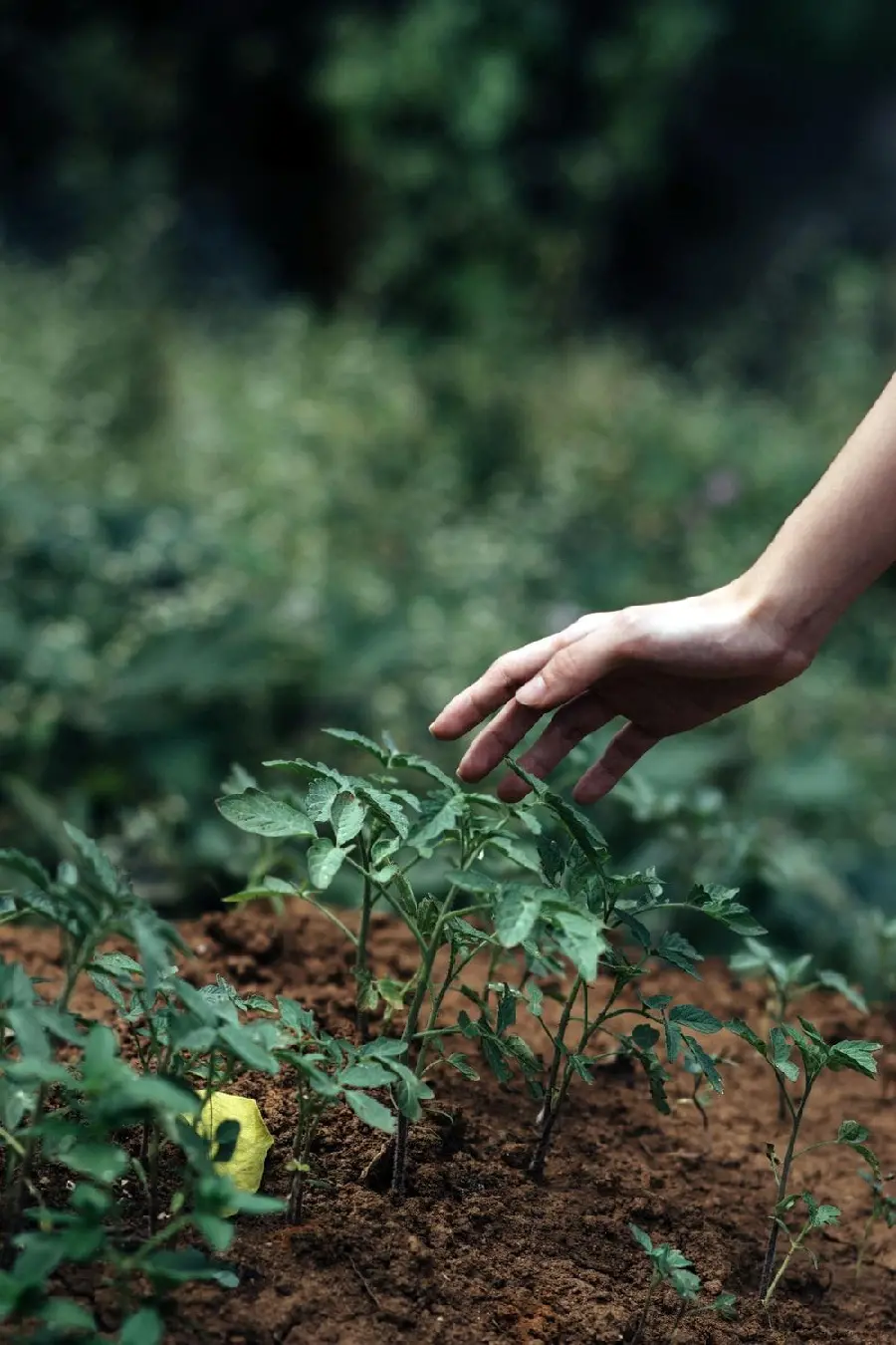 World Arbor Day background image for wallpaper