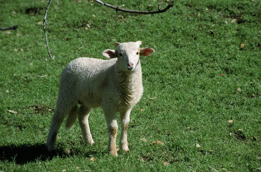 Photo of sheep and domestic animals