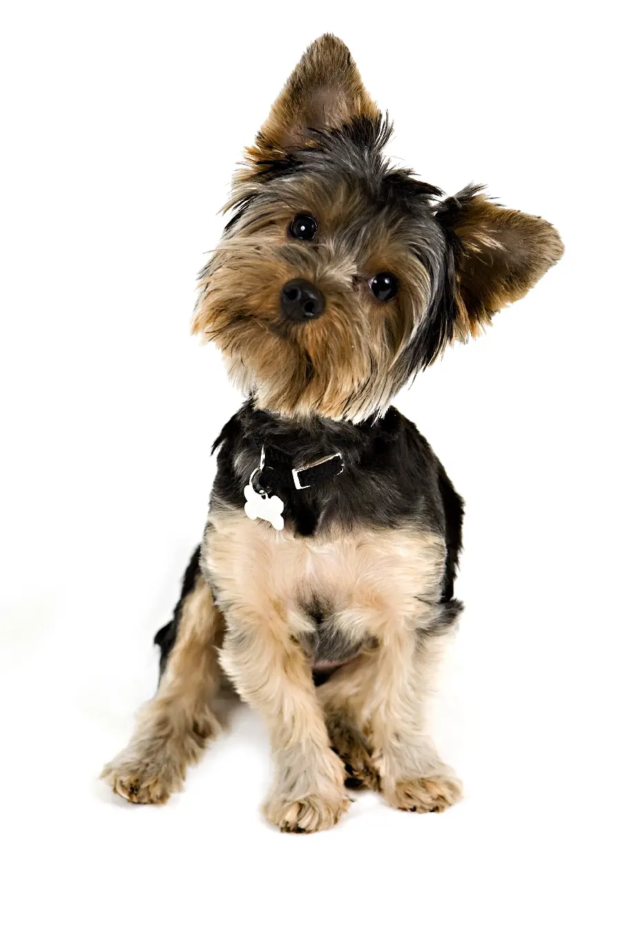 Playful dog fly