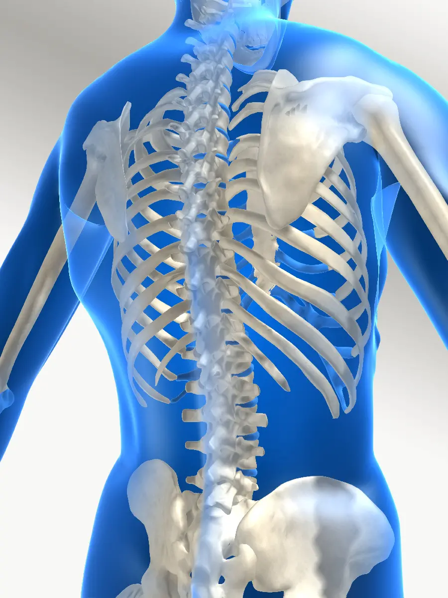 Skeleton and spine photo for medical articles and research