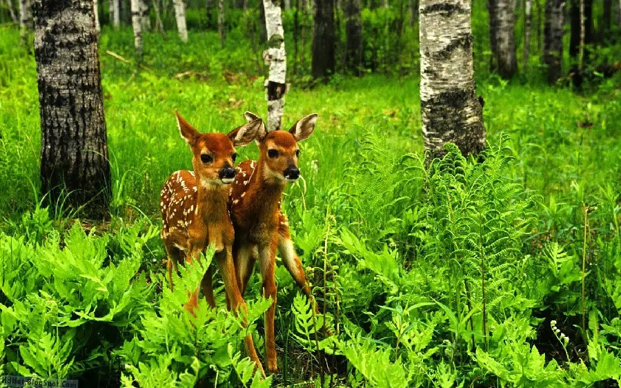 Free Download Profile Picture of Cute and Beautiful Baby Deer in the Lush Forest