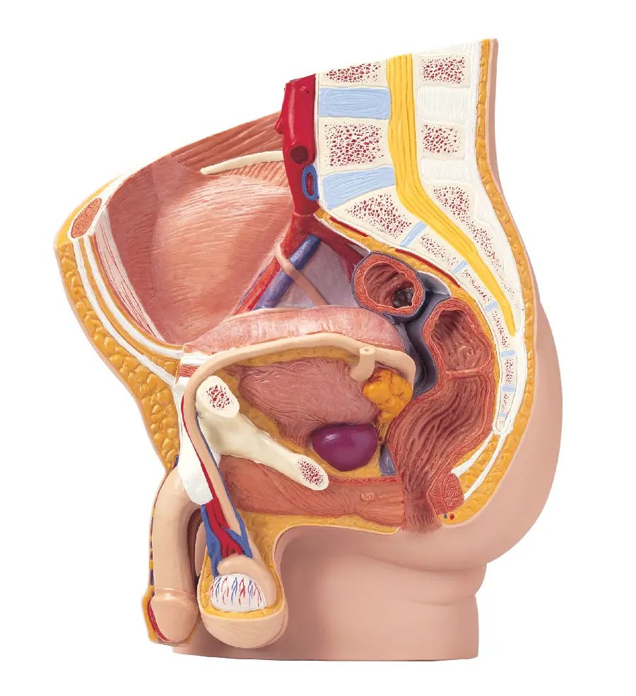 Photo of the organs and genitals in men