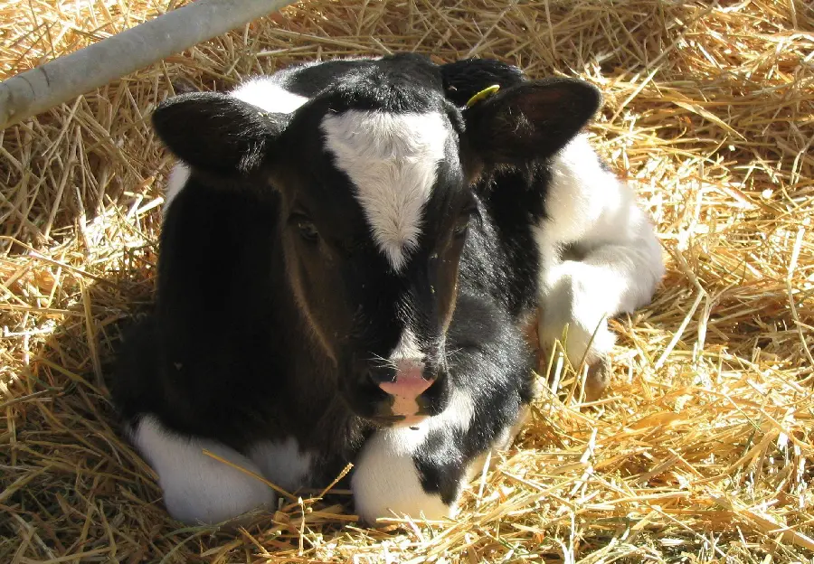 Cute Sitting Calf Photo