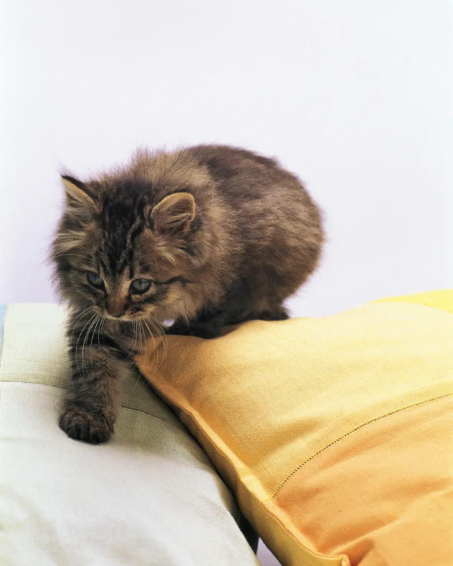 Easy to Maintain Pets