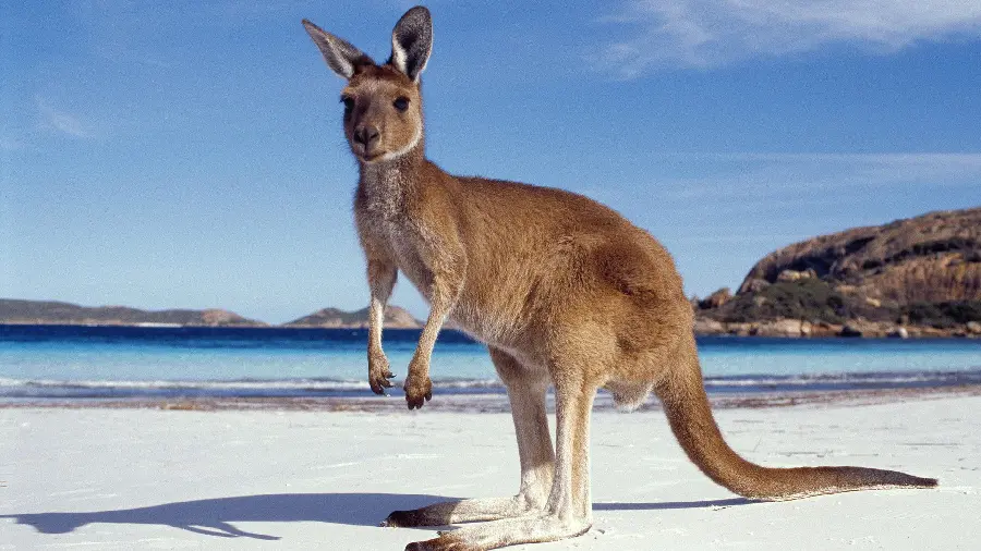 Great Kangaroo Photo by the Beach in Australia