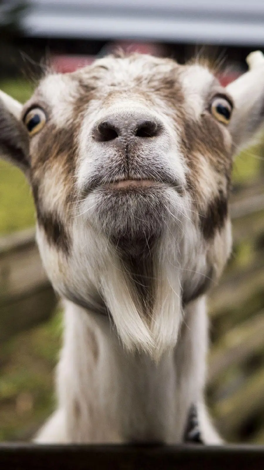 High quality funny goat for funny profile picture