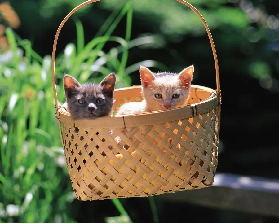Animals