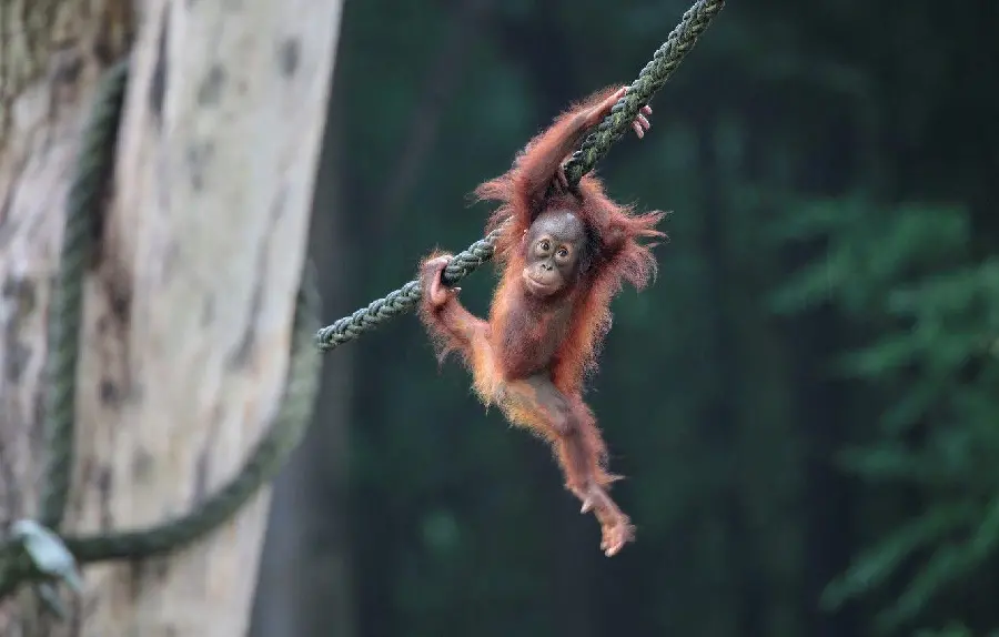 Playful baby orangutan in nature in light brown