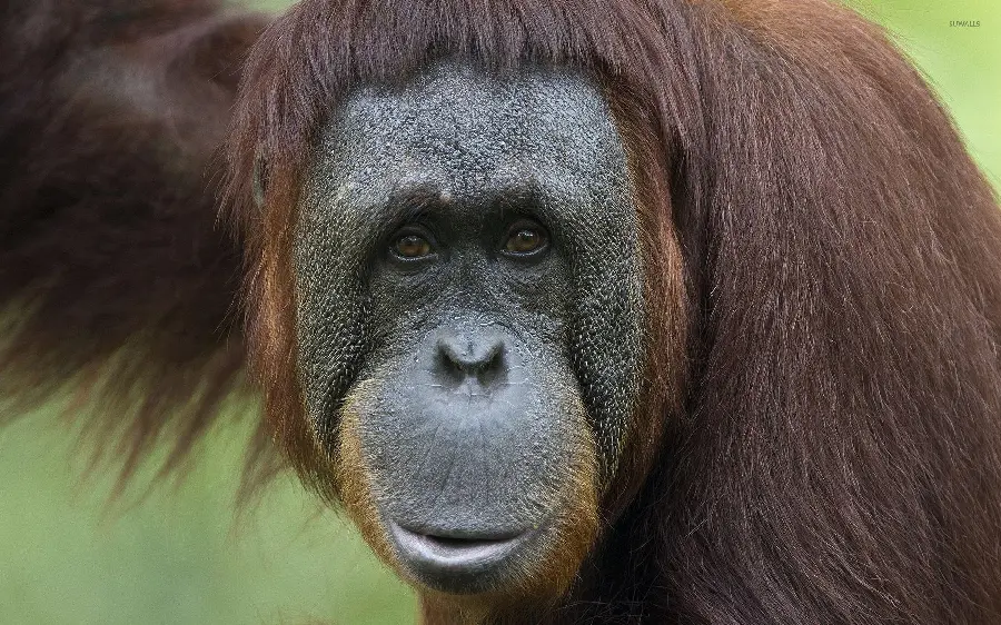 Download Free High Quality Orangutan Photos