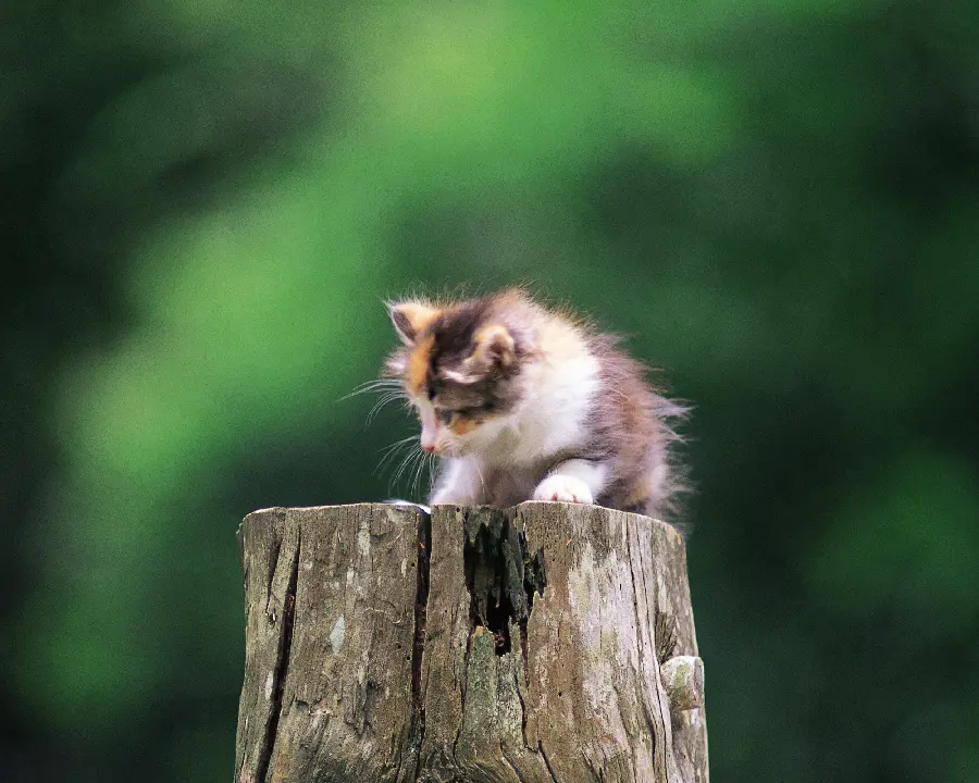 Strange animals with incredible and small appearance