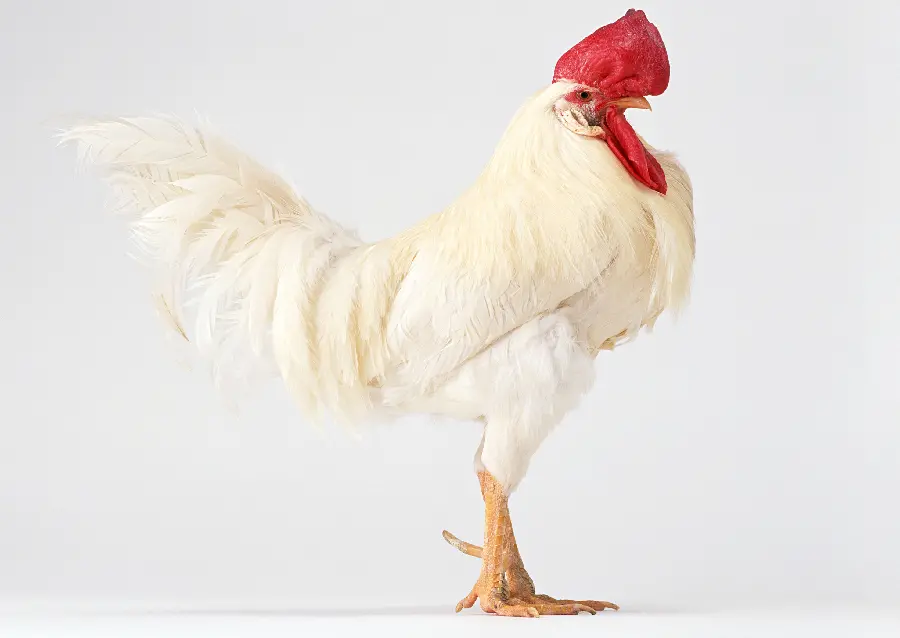 Rooster Wallpaper