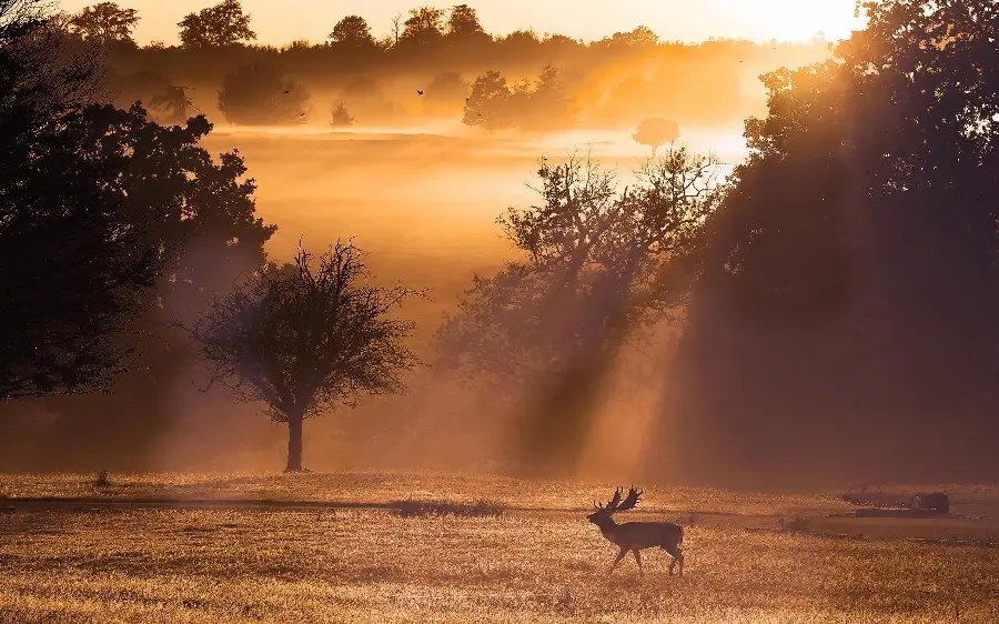 Real reindeer wallpaper at sunset and orange light