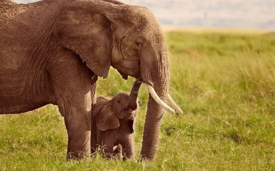Picture of baby elephant playing with big elephant