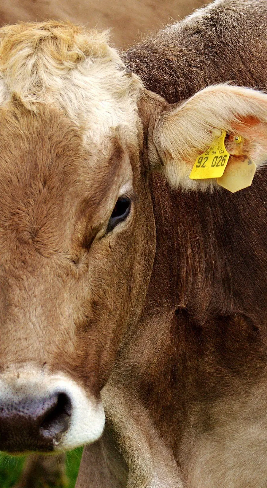 Cute and beautiful calf close-up photo for phone wallpaper