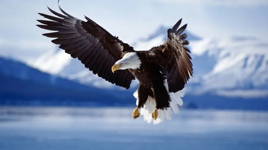 Great Eagle Photo in Australia